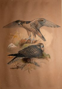 Lanner Falcon (Falco lanarius), 1856